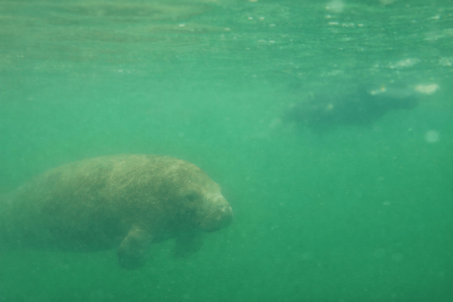 Manatee swimming underwater with a blurred background.