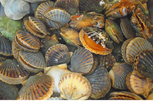 A pile of various scallop shells, some open to reveal orange interiors.