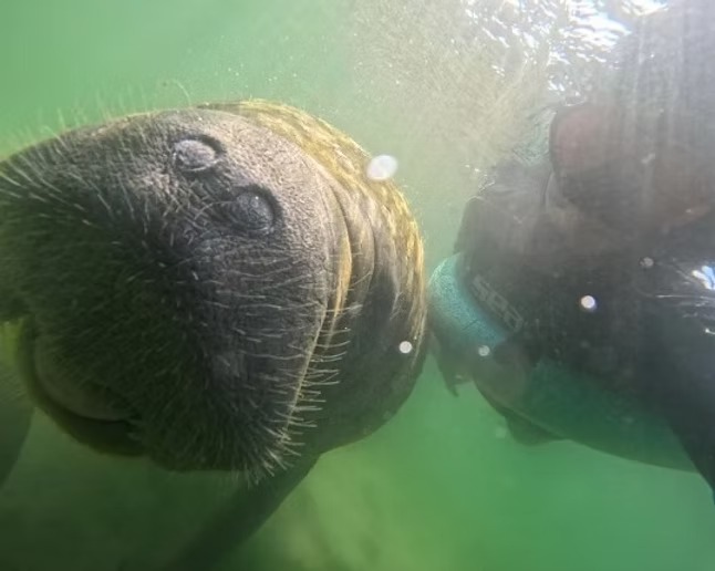 Underwater image of a manatee and a person swimming together in green water.