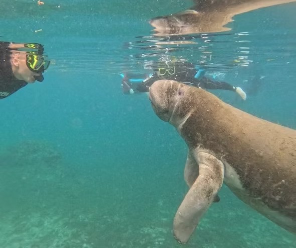 Snorkelers swimming with a manatee in clear blue water.