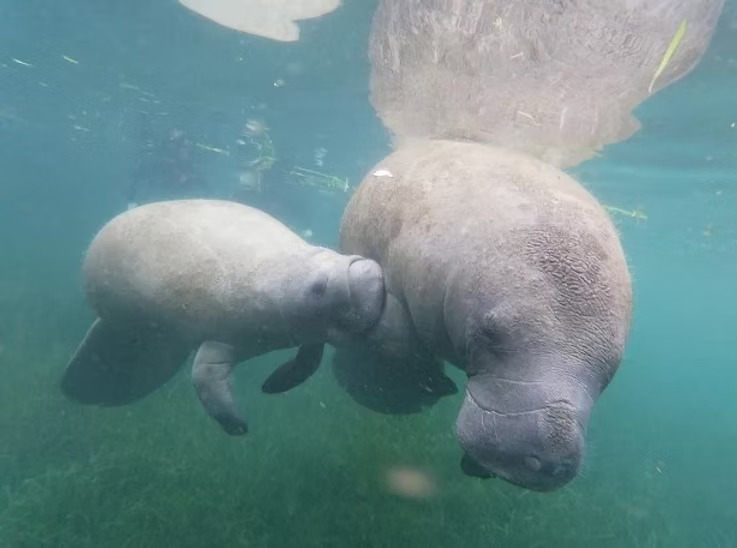Underwater view of a manatee with a calf swimming together.
