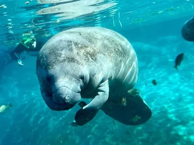 Manatee swimming underwater surrounded by small fish and a diver in the background.