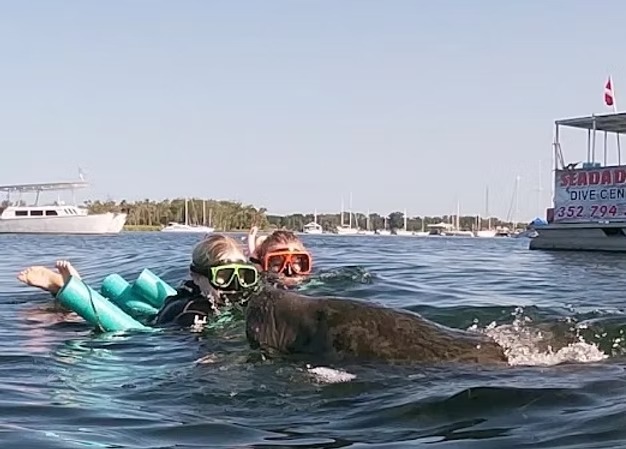 Two snorkelers in a bay swimming with a manatee near a dive center boat.