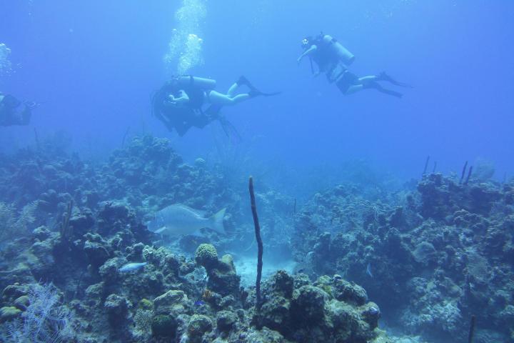 Scuba divers swimming over coral reefs in clear blue ocean waters.