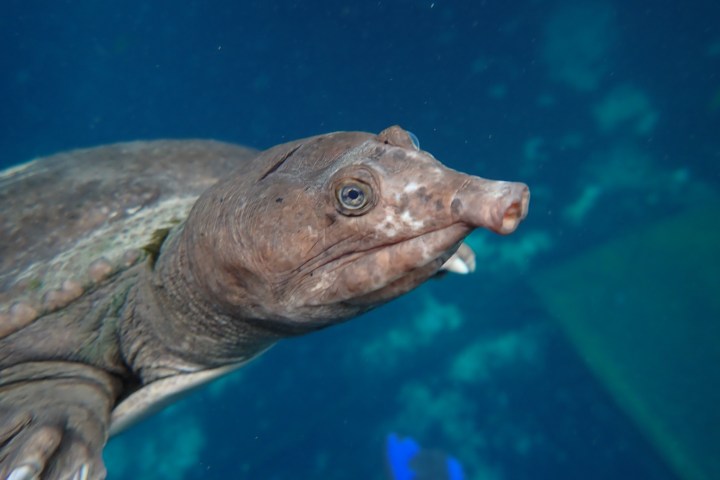 Close-up of a turtle swimming underwater with a clear view of its face.