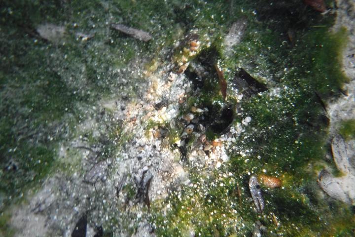 Algae-covered underwater surface with scattered sand and small debris.