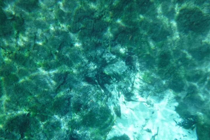 Underwater view of sandy sea bed with patches of green algae.