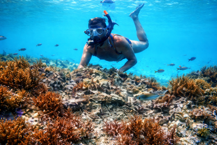 Person snorkeling over coral reef with small fish in clear blue water.
