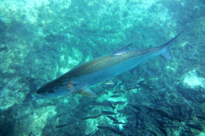 Large fish swimming over coral reef with smaller fish surrounding it underwater.