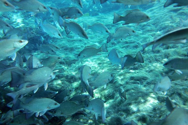 Underwater view of a school of fish swimming over a sandy sea floor.