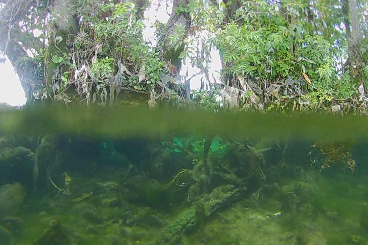 Half-submerged view of a lush riverbank with greenery above and underwater scene below.
