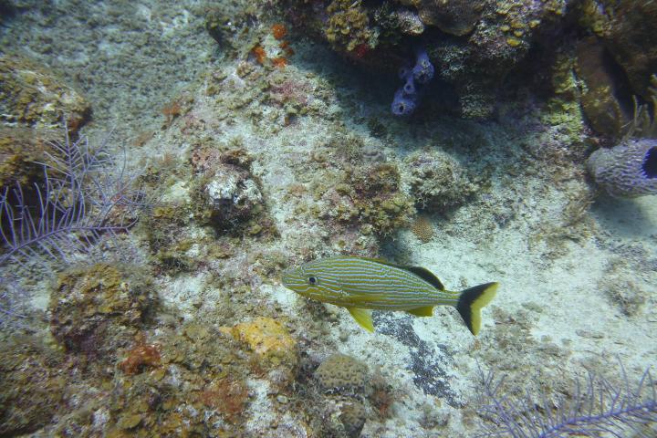 Striped fish swimming near a colorful coral reef underwater.