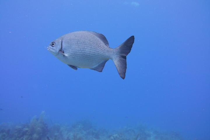 Single gray fish swimming in clear blue water with sea plants below.