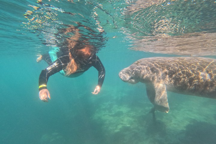Swimmer in wetsuit snorkeling beside a manatee in clear blue water.