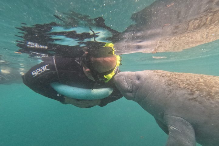 Snorkeler and manatee interacting underwater.