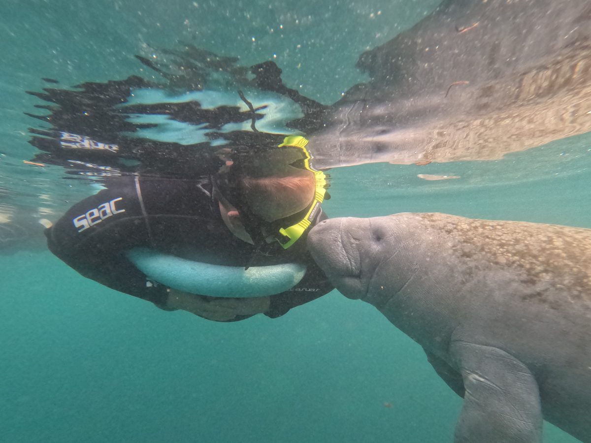 Snorkeler and manatee interacting underwater.