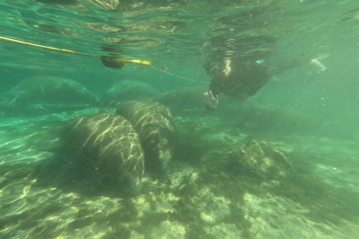 Person snorkeling underwater near manatees on a sandy ocean floor.