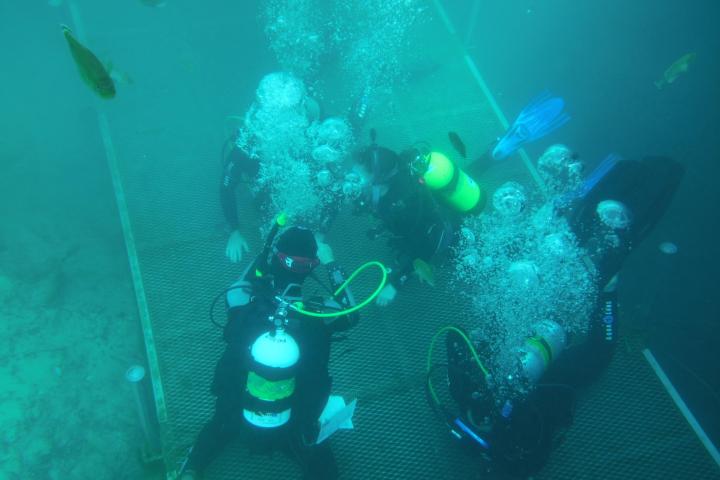 Group of scuba divers underwater with bubbles, near fish and a metal grid.