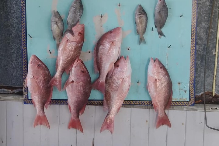 Sign reading 'Pete's Pier' with fish displayed below in Crystal River, Florida.
