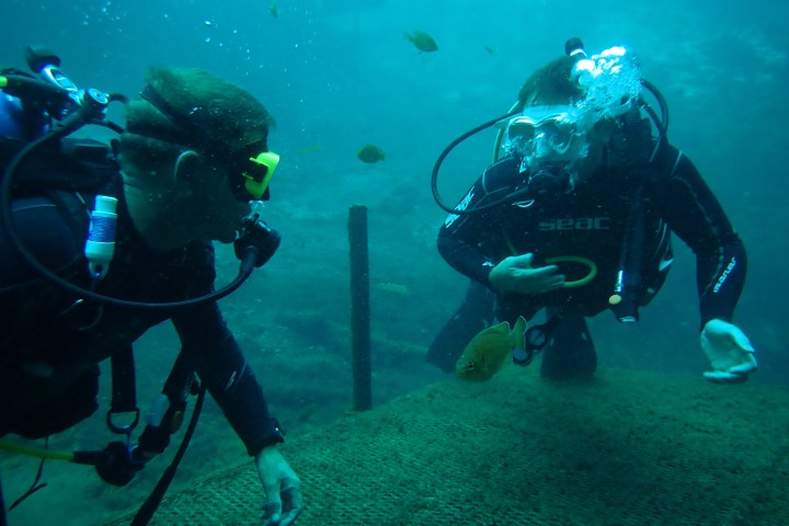 Two scuba divers underwater observing a small fish near a submerged structure.