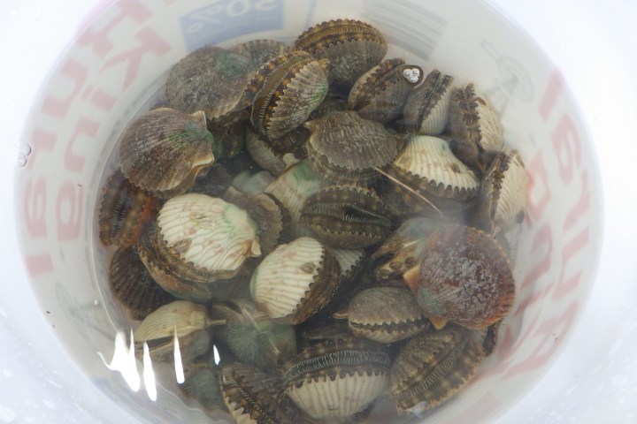 Several cockles submerged in water within a clear container.