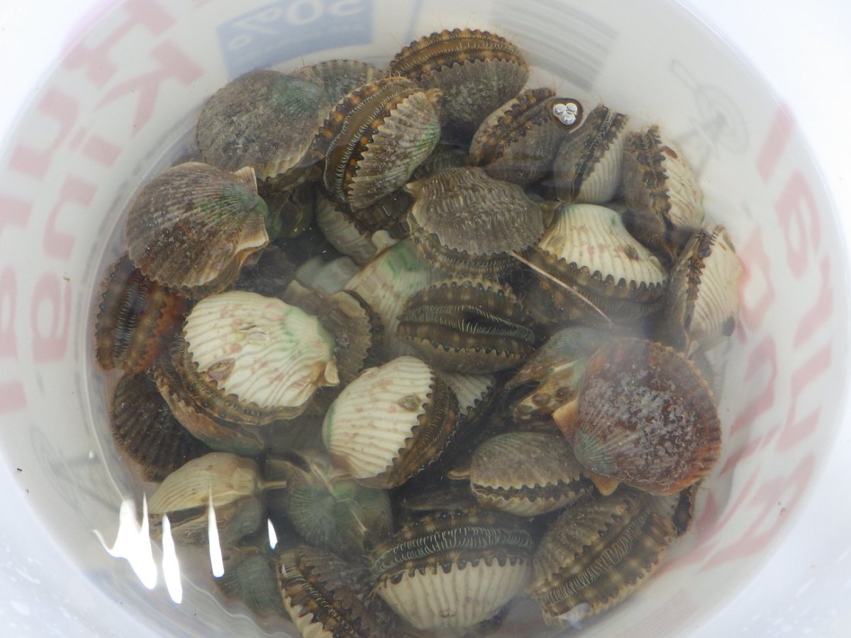 Several cockles submerged in water within a clear container.