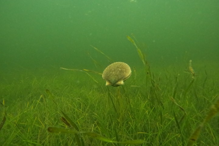 Underwater scene with a scallop among seagrass in green water.