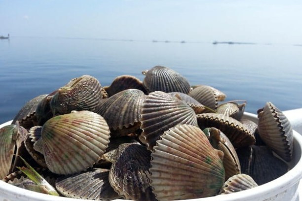 A bucket full of scallops with a calm sea in the background.