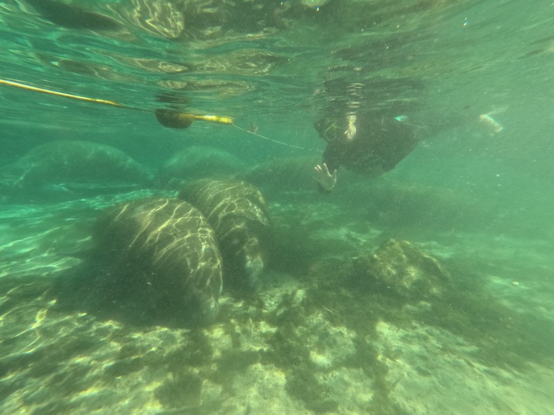 Underwater view of a snorkeler near manatees in clear water.