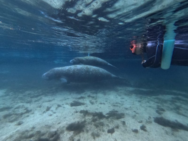 Underwater view of two manatees and a snorkeler in a clear body of water.