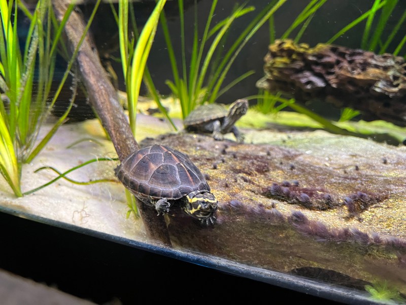 Two small turtles on submerged wood in an aquarium with green plants.