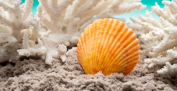 Orange seashell in sand with white coral in background.