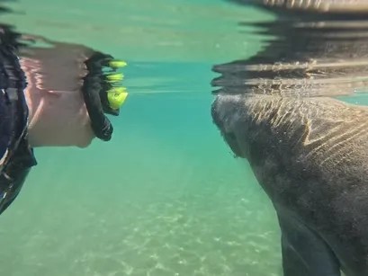 Snorkeler and manatee face each other underwater in clear blue water.