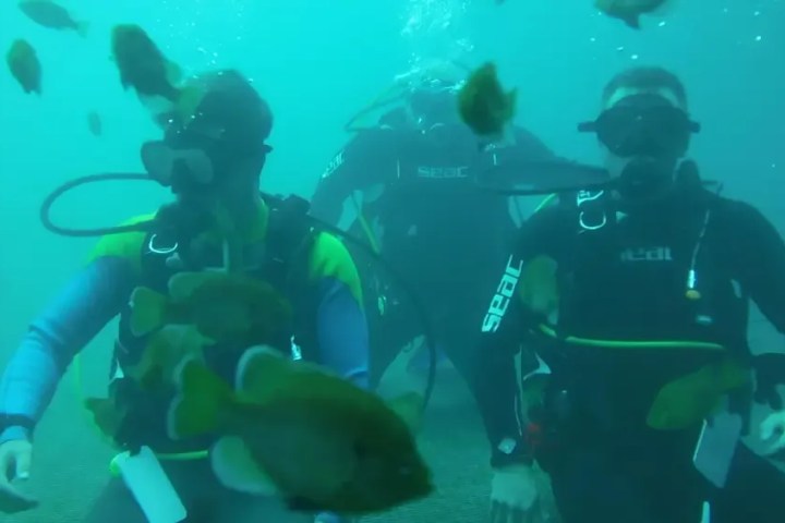 Three divers underwater with fish swimming around them in clear blue water.