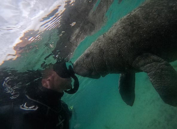 Diver underwater nose to nose with a manatee in clear water.