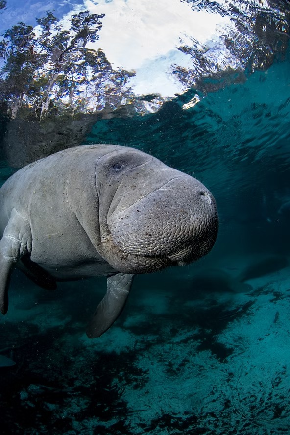 Manatee swimming underwater with blue and clear surroundings.