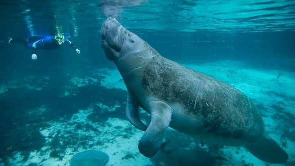 Underwater view of a manatee swimming near a snorkeler in clear blue water.