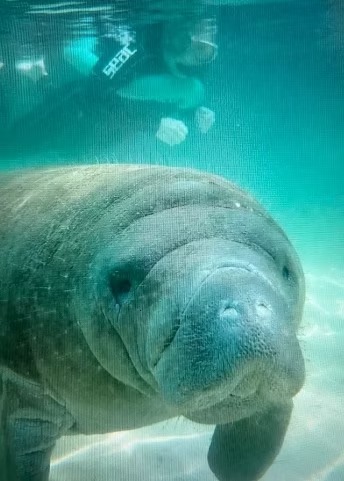 Manatee swimming underwater with a snorkeler in the background.
