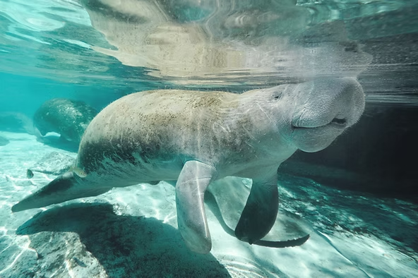 Manatee swimming underwater in clear blue water.