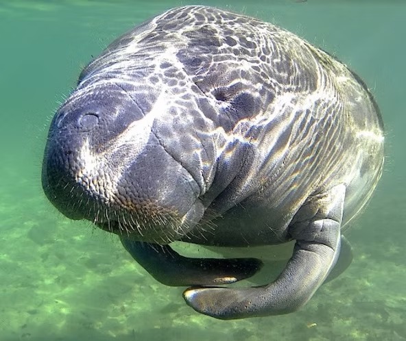 Manatee swimming underwater, illuminated by sun rays, with a calm expression.