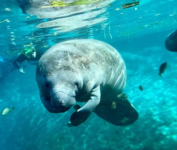 Underwater view of a manatee swimming with a diver and fish nearby.