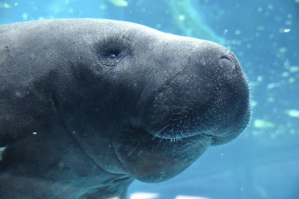 Close-up of manatee's face underwater.