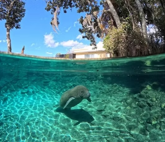 Underwater view of a manatee in clear water with trees and sky above.