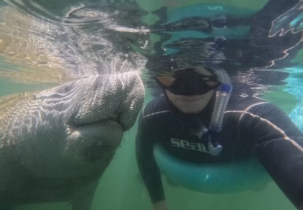Person snorkeling beside a manatee underwater, both partially submerged.
