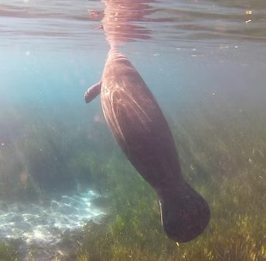 Manatee swimming underwater in clear, shallow water with sunlit reflections.
