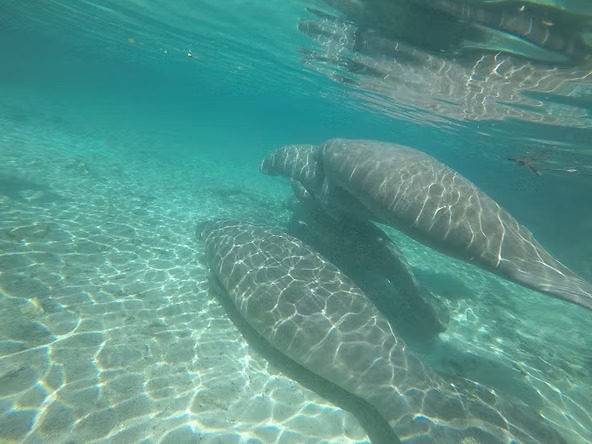 Three manatees swimming underwater with light reflections on their bodies.