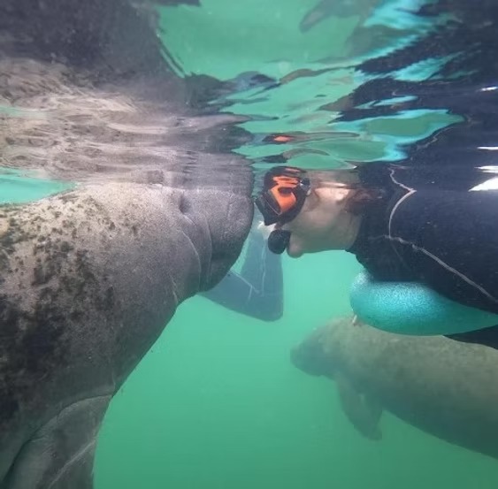 Person wearing snorkel gear underwater with a manatee.