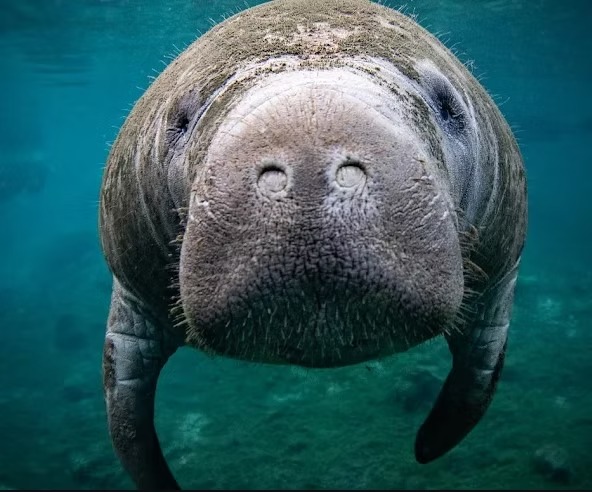 Close-up of a manatee underwater facing the camera, surrounded by blue water.