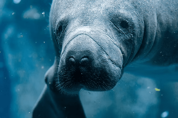 Close-up of a manatee swimming underwater with a blue background.