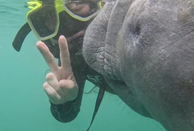 Person underwater with snorkel gear makes a peace sign next to a manatee.